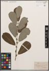 Foto von Salix cinerea L.